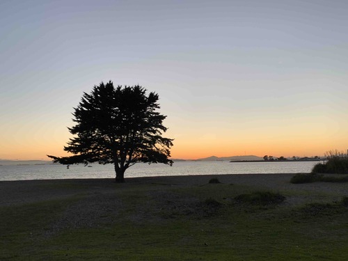 A California cypress tree abides in silence on Alameda Beach
