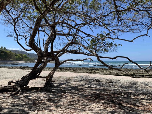 A weathered tree reaches toward the sea at Playa Mal País
